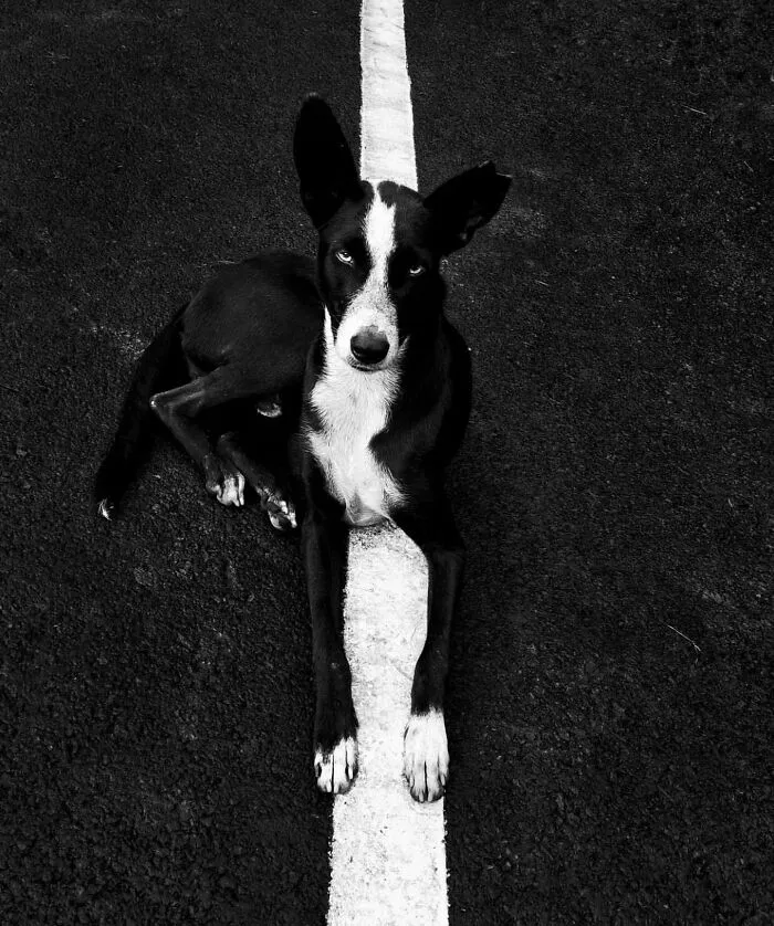 This Account Shares Amusing Street Photos—And Here Are The 35 Best Dog-Themed Examples