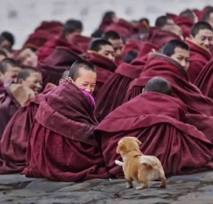This Account Shares Amusing Street Photos—And Here Are The 35 Best Dog-Themed Examples