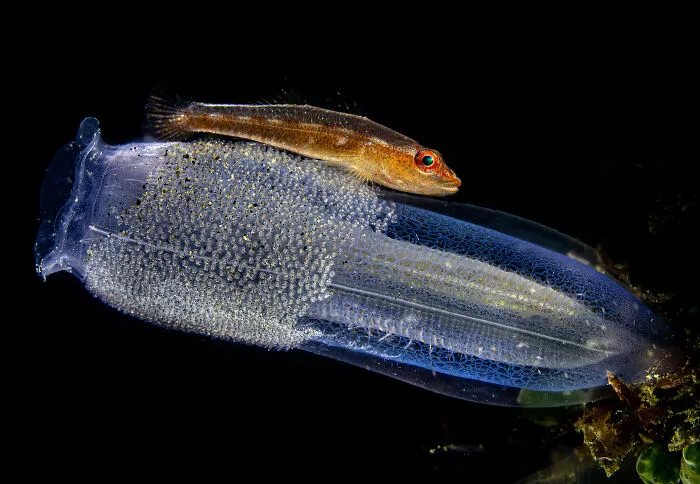3rd Place In The Category Of Underwater: "A Caring Mother" By Saeed Rashid