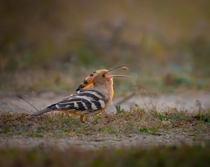 This Photographer Takes Beautiful Close-Up Photos Of Wildlife (27 New Pics)