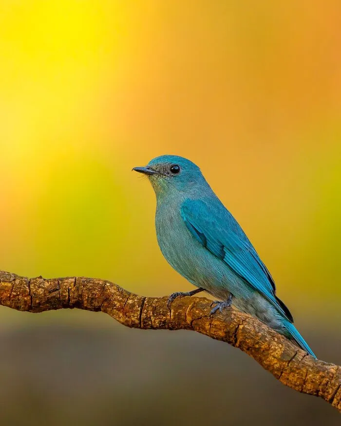 This Photographer Takes Beautiful Close-Up Photos Of Wildlife (27 New Pics)