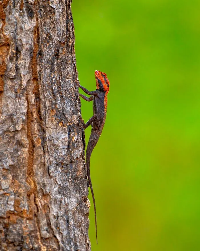 This Photographer Takes Beautiful Close-Up Photos Of Wildlife (27 New Pics)