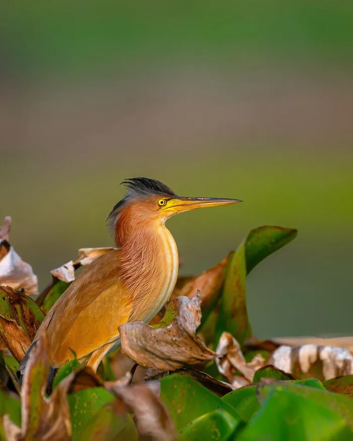 This Photographer Takes Beautiful Close-Up Photos Of Wildlife (27 New Pics)
