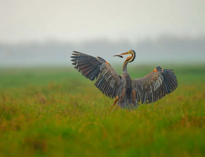 This Photographer Takes Beautiful Close-Up Photos Of Wildlife (27 New Pics)