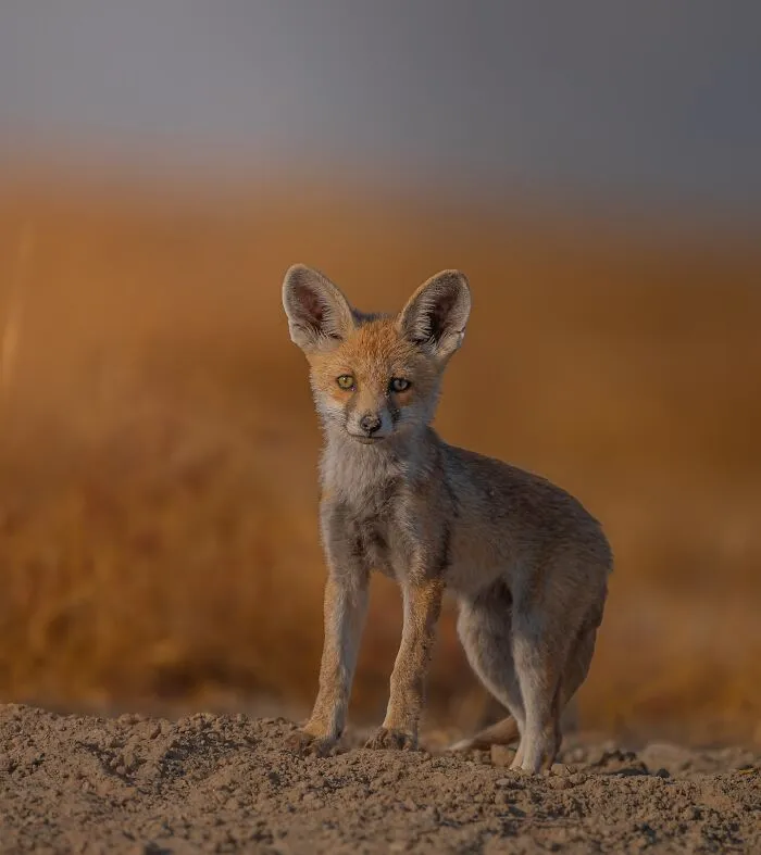 This Photographer Takes Beautiful Close-Up Photos Of Wildlife (27 New Pics)