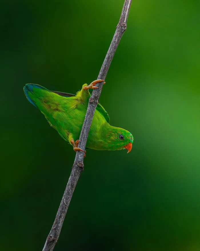 This Photographer Takes Beautiful Close-Up Photos Of Wildlife (27 New Pics)