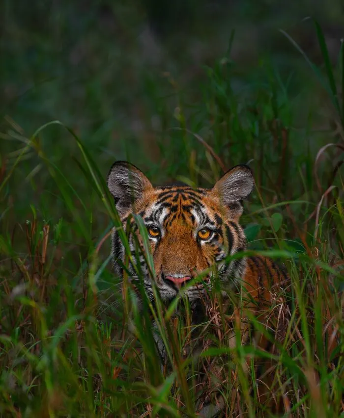 This Photographer Takes Beautiful Close-Up Photos Of Wildlife (27 New Pics)