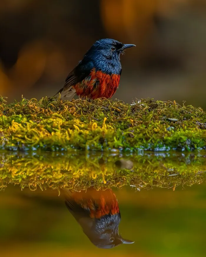 This Photographer Takes Beautiful Close-Up Photos Of Wildlife (27 New Pics)