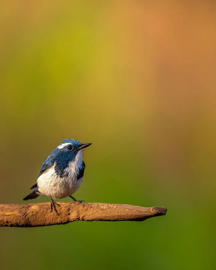 This Photographer Takes Beautiful Close-Up Photos Of Wildlife (27 New Pics)