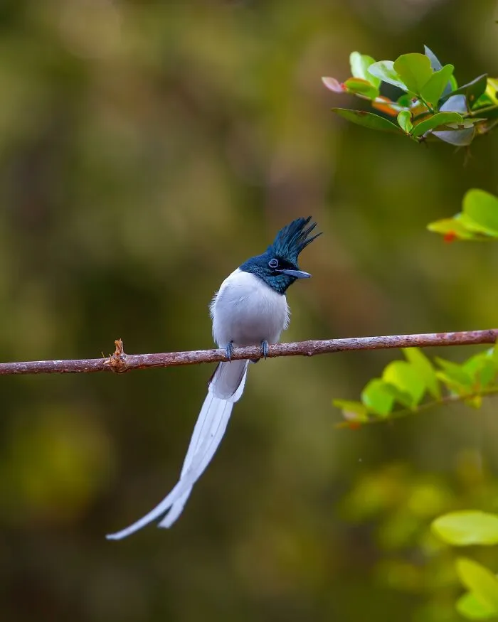 This Photographer Takes Beautiful Close-Up Photos Of Wildlife (27 New Pics)