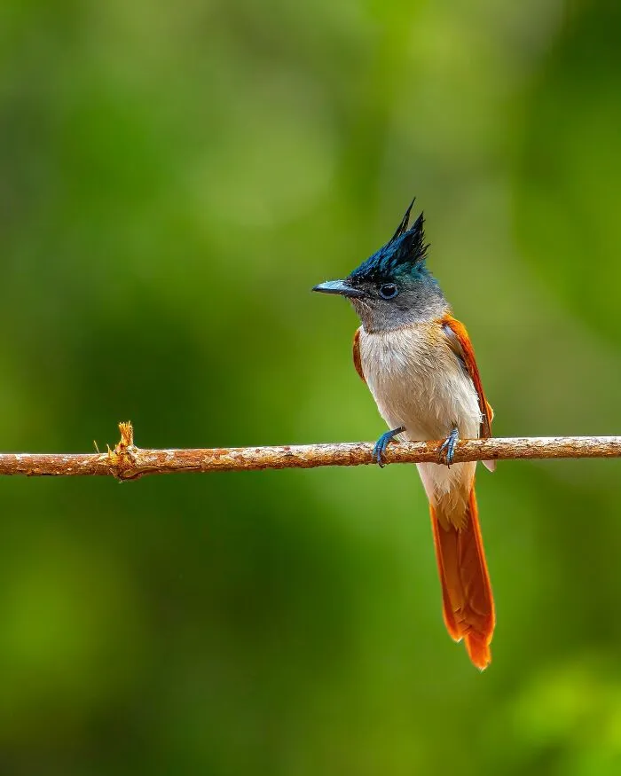 This Photographer Takes Beautiful Close-Up Photos Of Wildlife (27 New Pics)