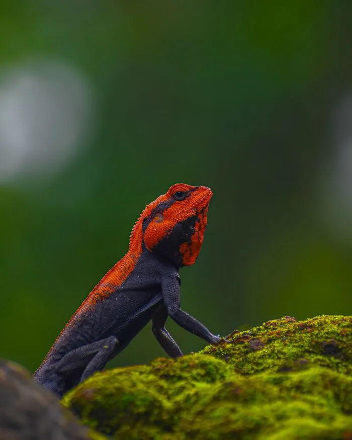 This Photographer Takes Beautiful Close-Up Photos Of Wildlife (27 New Pics)