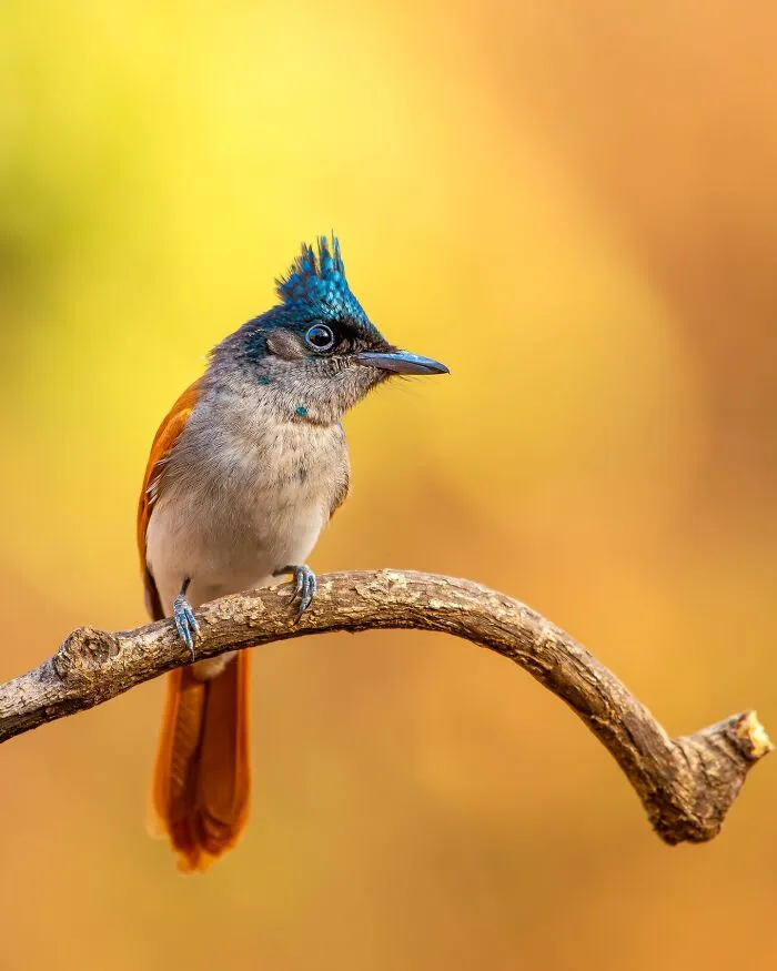 This Photographer Takes Beautiful Close-Up Photos Of Wildlife (27 New Pics)