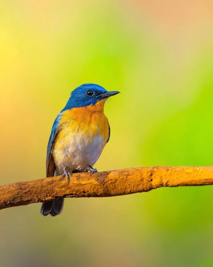 This Photographer Takes Beautiful Close-Up Photos Of Wildlife (27 New Pics)