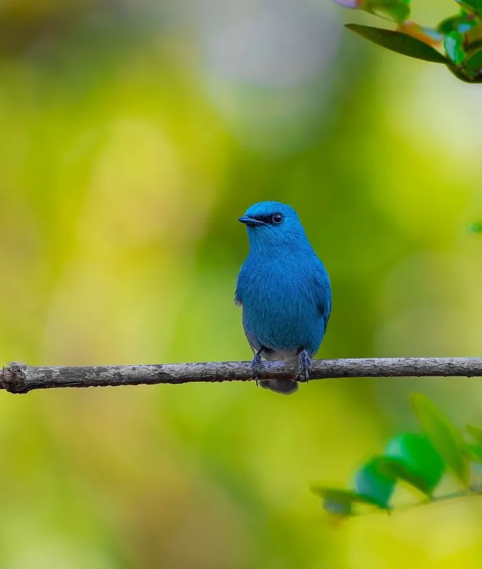 This Photographer Takes Beautiful Close-Up Photos Of Wildlife (27 New Pics)