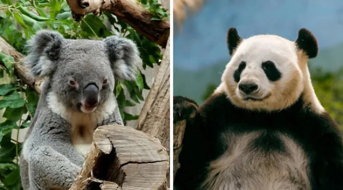 Cuteness Overload. Which One Is Your Pick?
