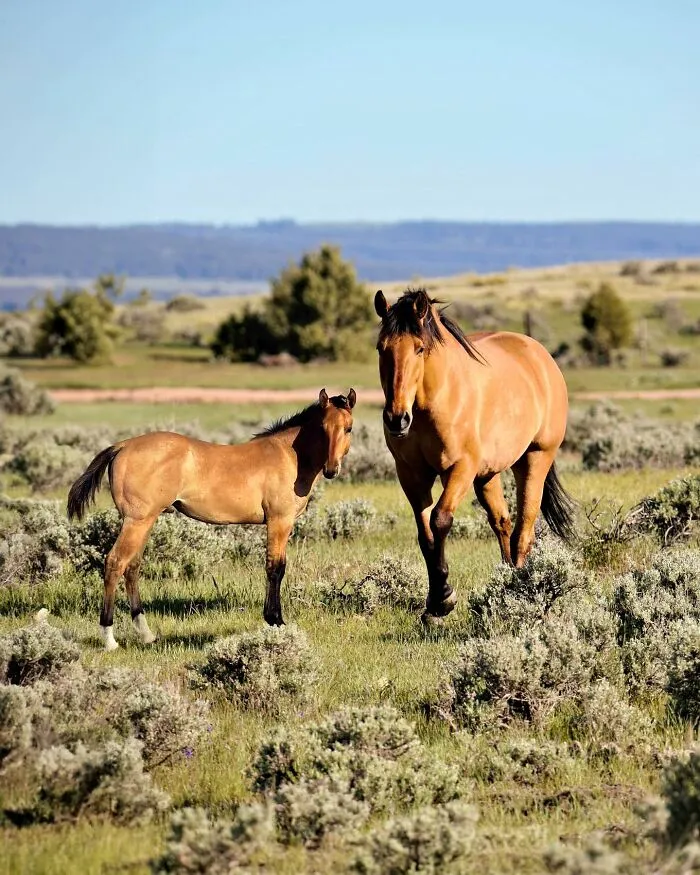 “Seeing Double Edits”: 21 Animals Meet Their Younger Selves In Adorable Photo Edits (New Pics)