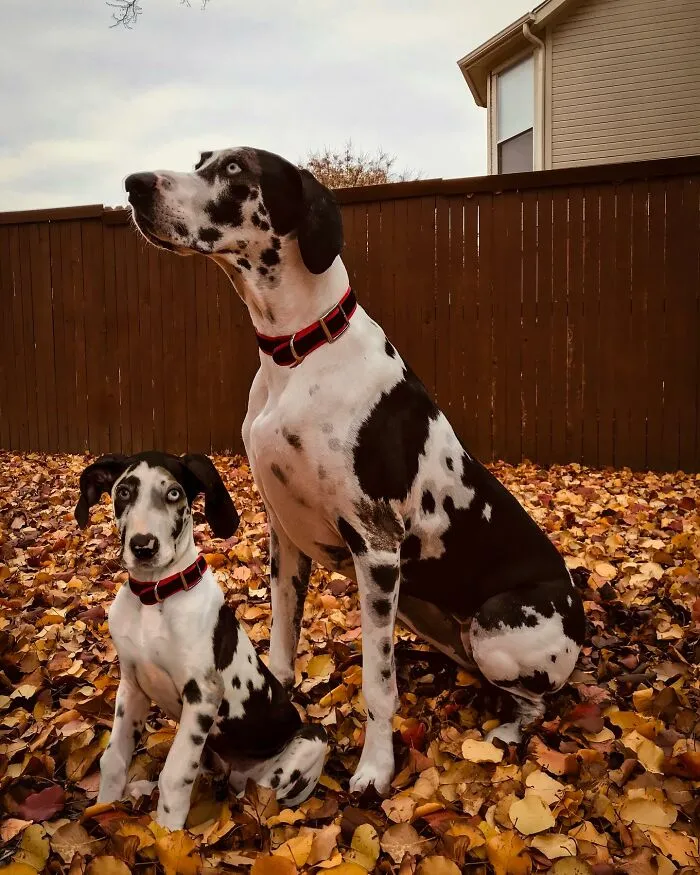 “Seeing Double Edits”: 21 Animals Meet Their Younger Selves In Adorable Photo Edits (New Pics)