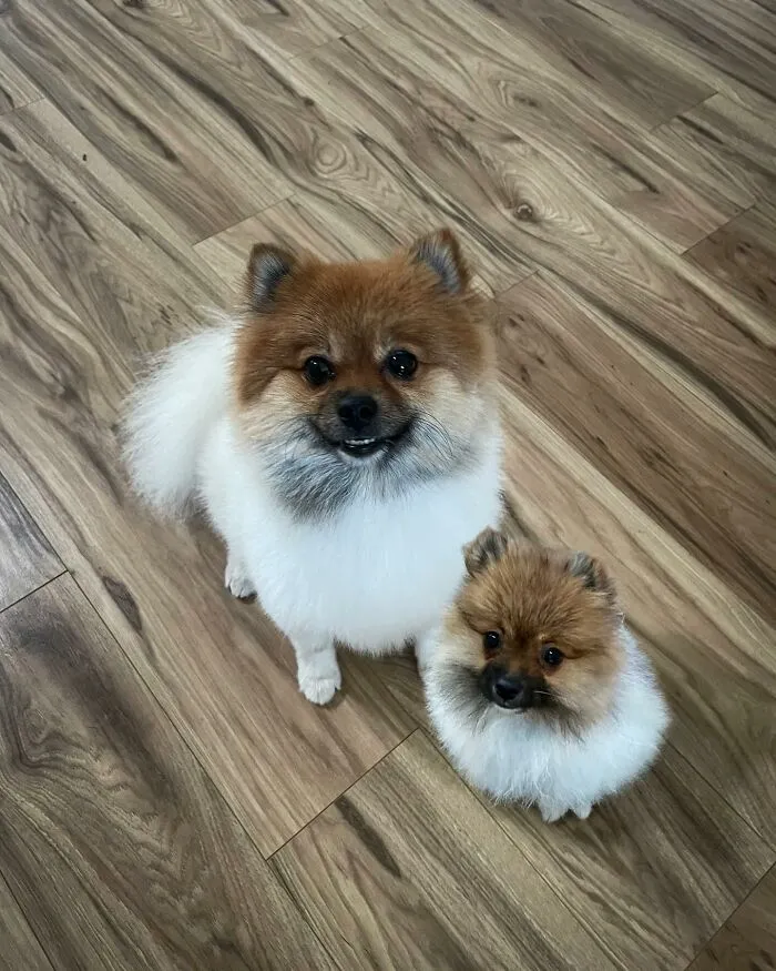 “Seeing Double Edits”: 21 Animals Meet Their Younger Selves In Adorable Photo Edits (New Pics)