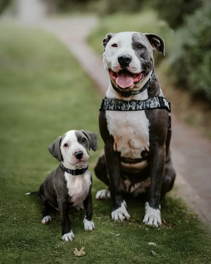“Seeing Double Edits”: 21 Animals Meet Their Younger Selves In Adorable Photo Edits (New Pics)
