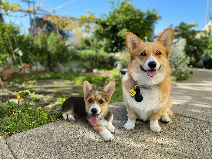 “Seeing Double Edits”: 21 Animals Meet Their Younger Selves In Adorable Photo Edits (New Pics)