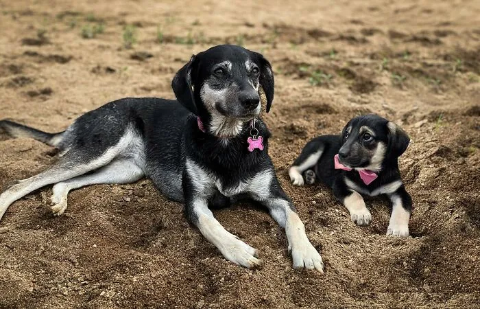 “Seeing Double Edits”: 21 Animals Meet Their Younger Selves In Adorable Photo Edits (New Pics)