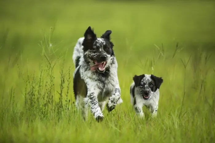“Seeing Double Edits”: 21 Animals Meet Their Younger Selves In Adorable Photo Edits (New Pics)