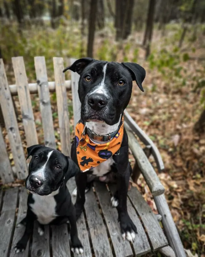 “Seeing Double Edits”: 21 Animals Meet Their Younger Selves In Adorable Photo Edits (New Pics)