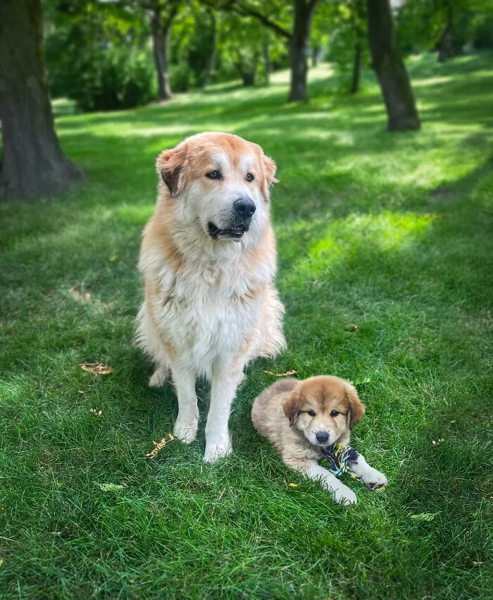 “Seeing Double Edits”: 21 Animals Meet Their Younger Selves In Adorable Photo Edits (New Pics)