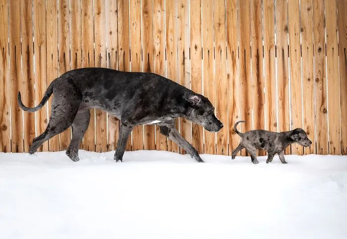 “Seeing Double Edits”: 21 Animals Meet Their Younger Selves In Adorable Photo Edits (New Pics)