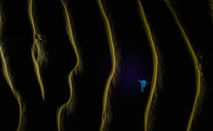 3rd Place, Wildlife: First Stream Scorpio By Avilash Ghosh, India