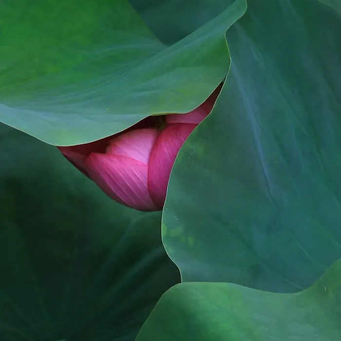 3rd Place, Minimalist: Lotus By Chao Yang Huang, Taiwan