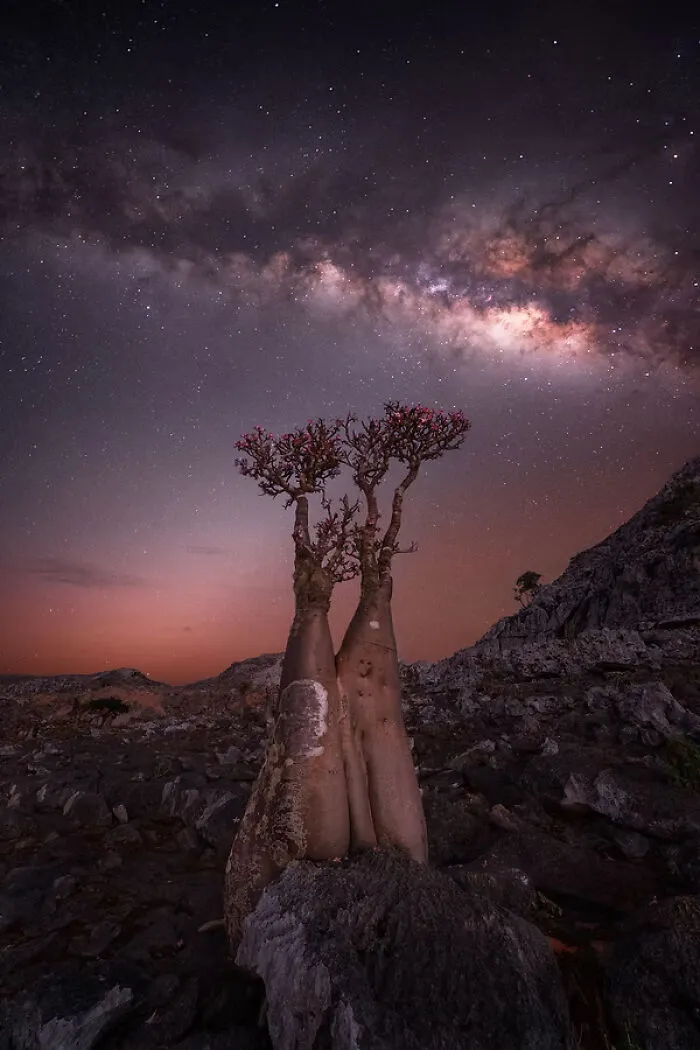 3rn Place, Night: Bottle Tree By Rositsa Dimitrova, Bulgaria