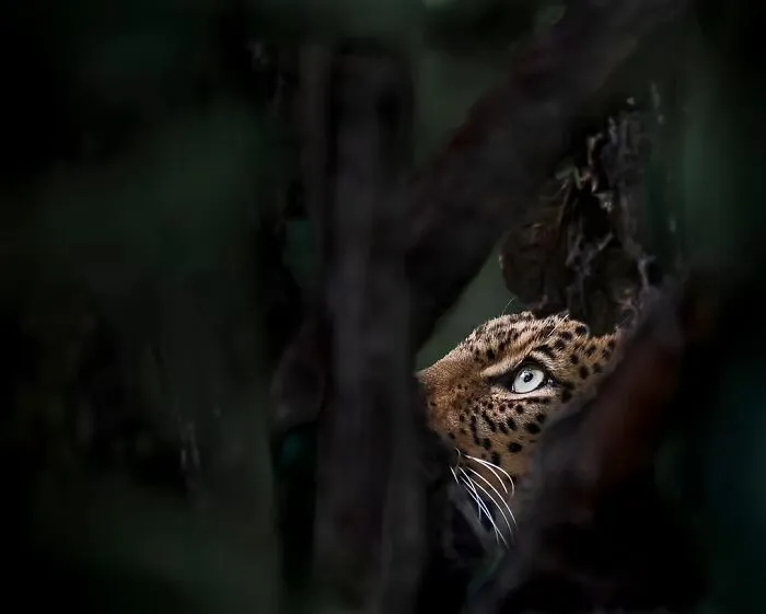 1st Place, Wildlife: I Spy By Turgay Uzer, USA