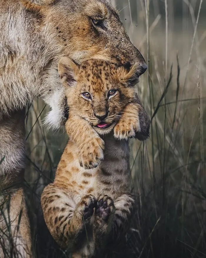 2nd Place, Wildlife: Free Ride By Randall Ball, USA