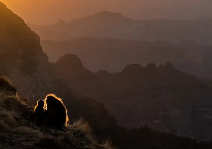 2nd Place, Travel: Sunset With Gelada By Turgay Uzer, USA
