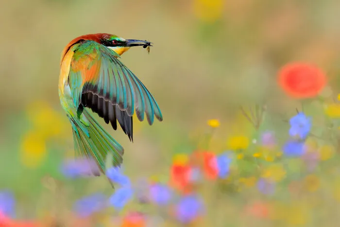 Young Close-Up Photographer Of The Year 6 And 1st Place In The Category Of Young (Under 18s): "Spring" By Andrés Luis Dominguez Blanco