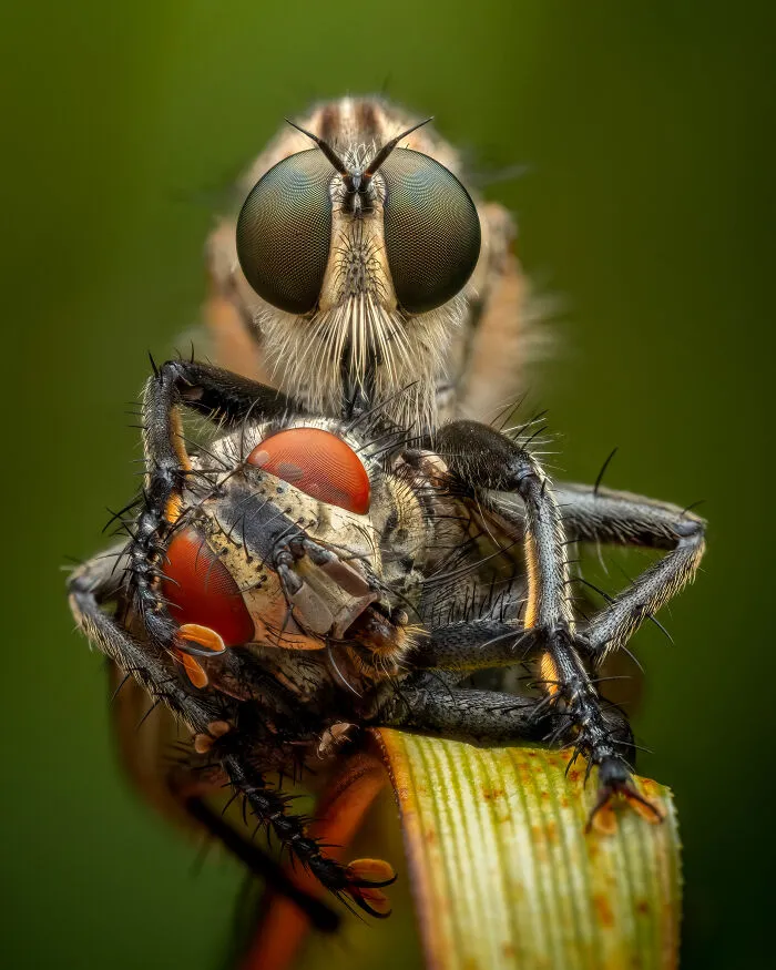 2nd Place In The Category Of Young (Under 18s): "Afternoon Snack" By Alexis Tinker-Tsavalas