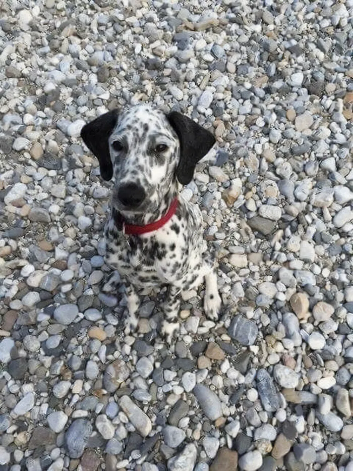 Invisible Good Boy
