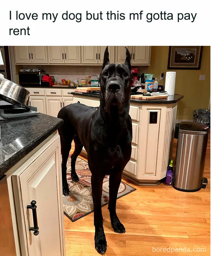 Giant dog standing in a kitchen with a funny caption about paying rent, showcasing animal antics humor.