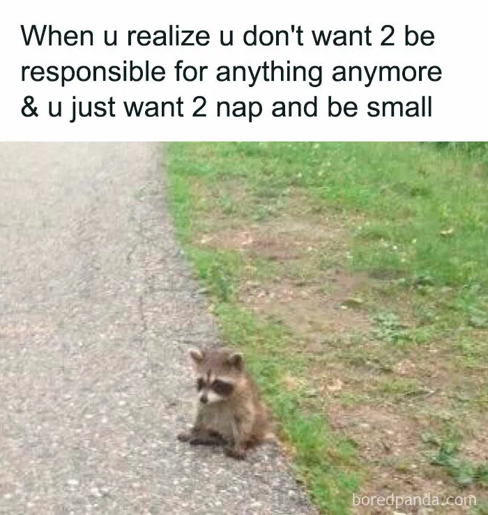 Cute raccoon sitting on road, representing a funny Animal Antics meme about wanting to nap and be small.
