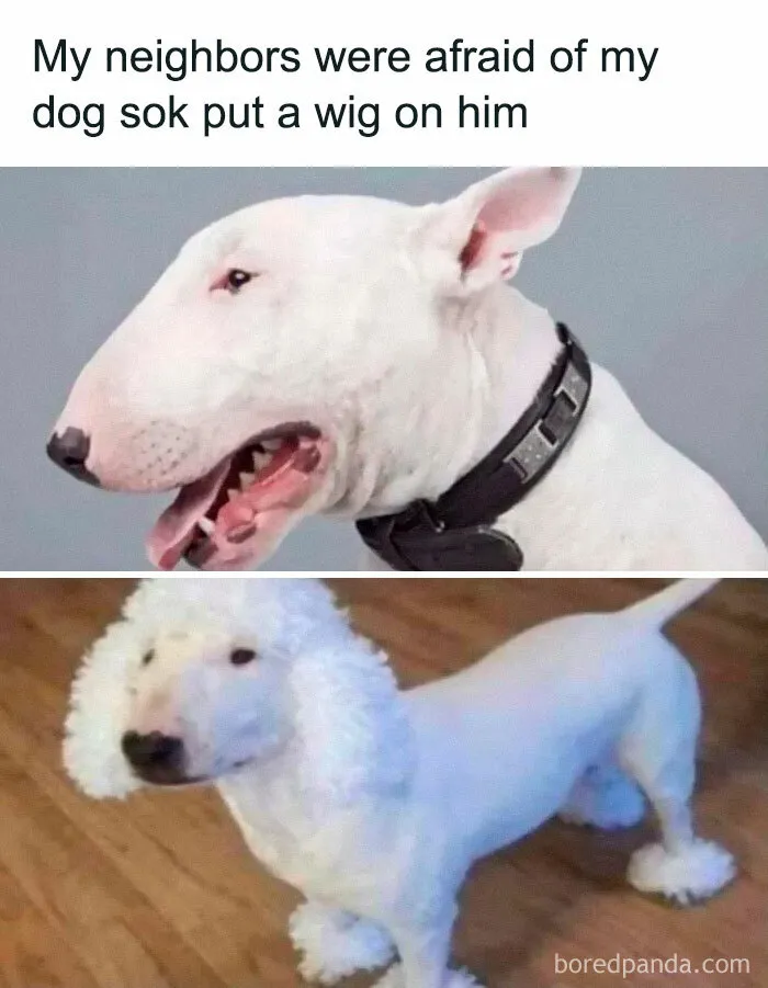Bull terrier with a wig for a funny transformation, from the 'Animal Antics' meme page.