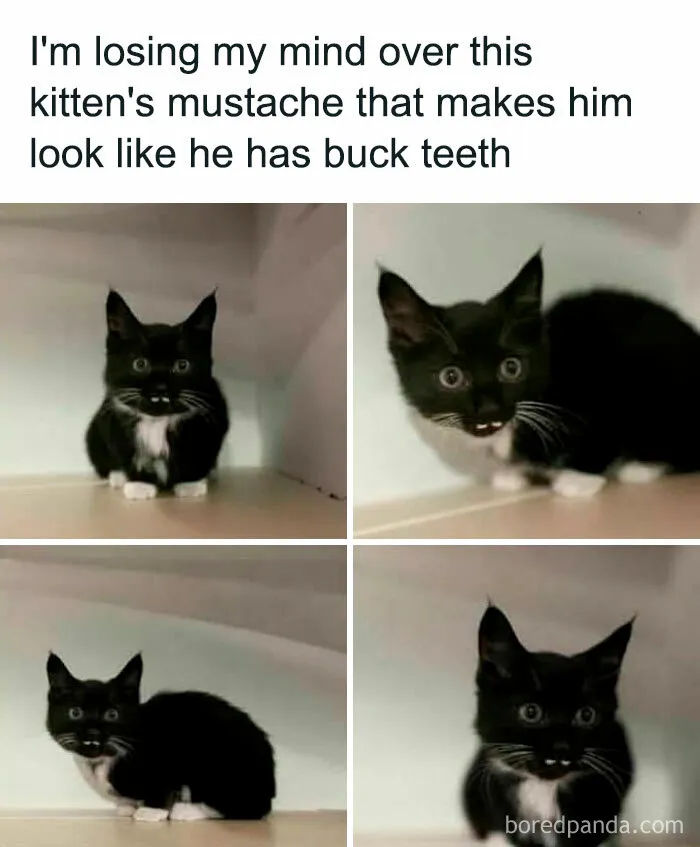 Cute black and white kitten with a mustache creating a buck teeth illusion, from 'Animal Antics' memes.