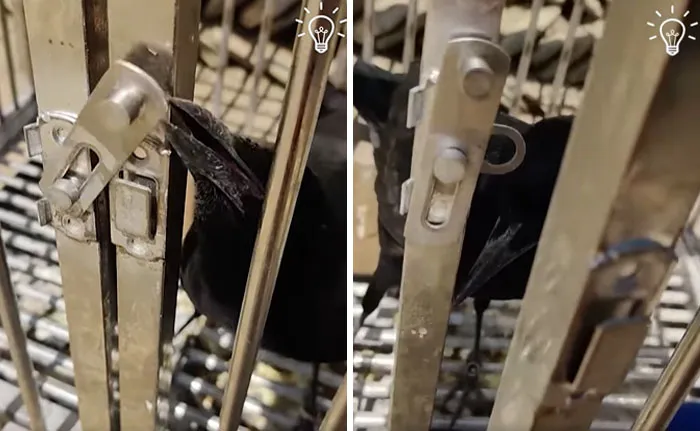 Smart Crow Has Impressive Problem-Solving Skills