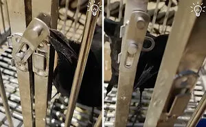 49 Times Crows Were Seen Doing Scarily Smart Things