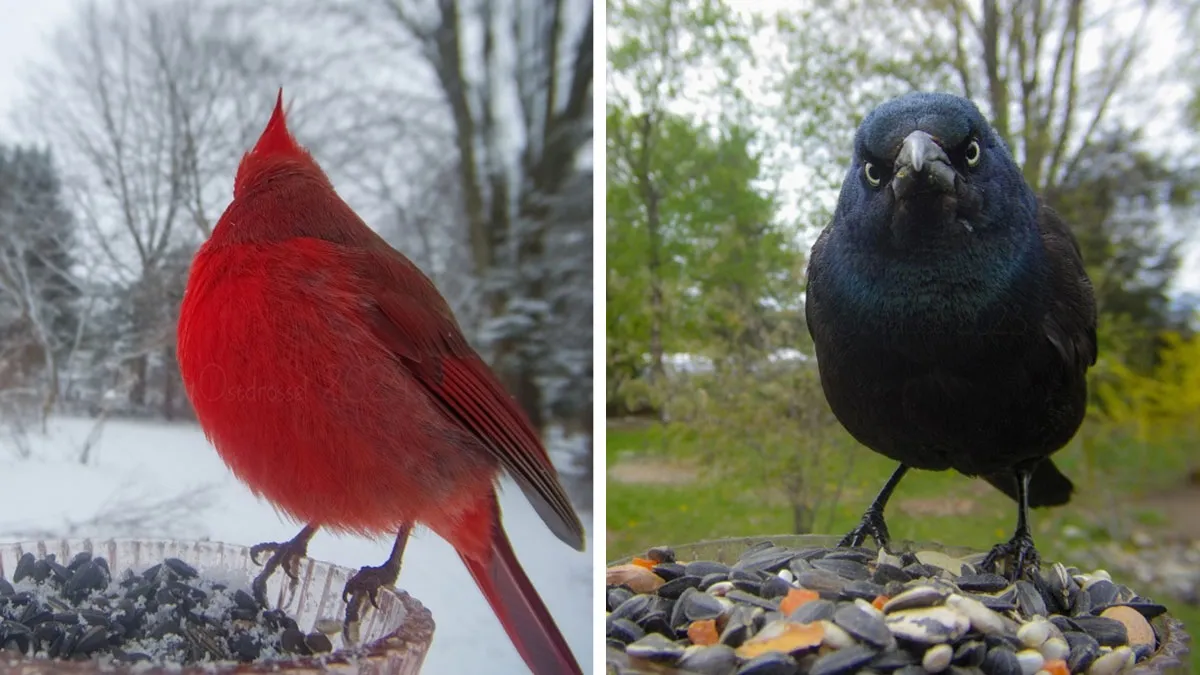 This Woman Photographs Her Daily Visitors With A Bird Camera, And The Variety Is Fascinating (46 New Pics)