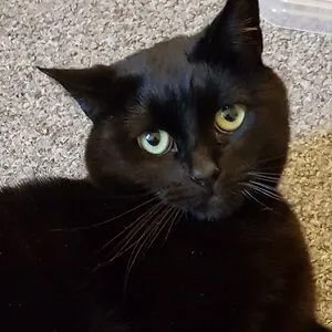 Charlie the Cat