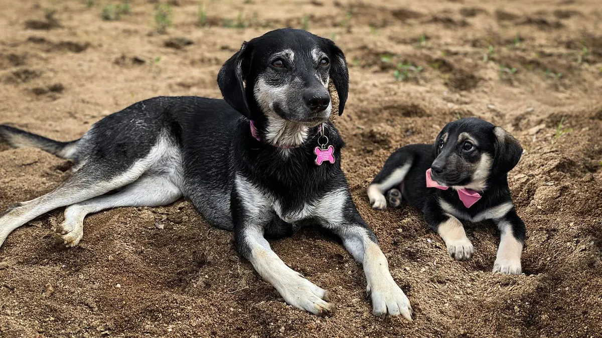 “Seeing Double Edits”: 21 Animals Meet Their Younger Selves In Adorable Photo Edits (New Pics)