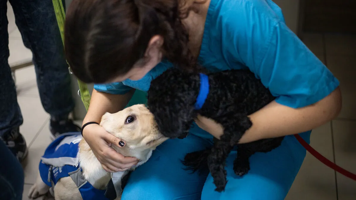 I Took Photos Of Amazing Service Dogs In Training, And They Bring Absolute Joy To Hospital Patients (9 Pics)