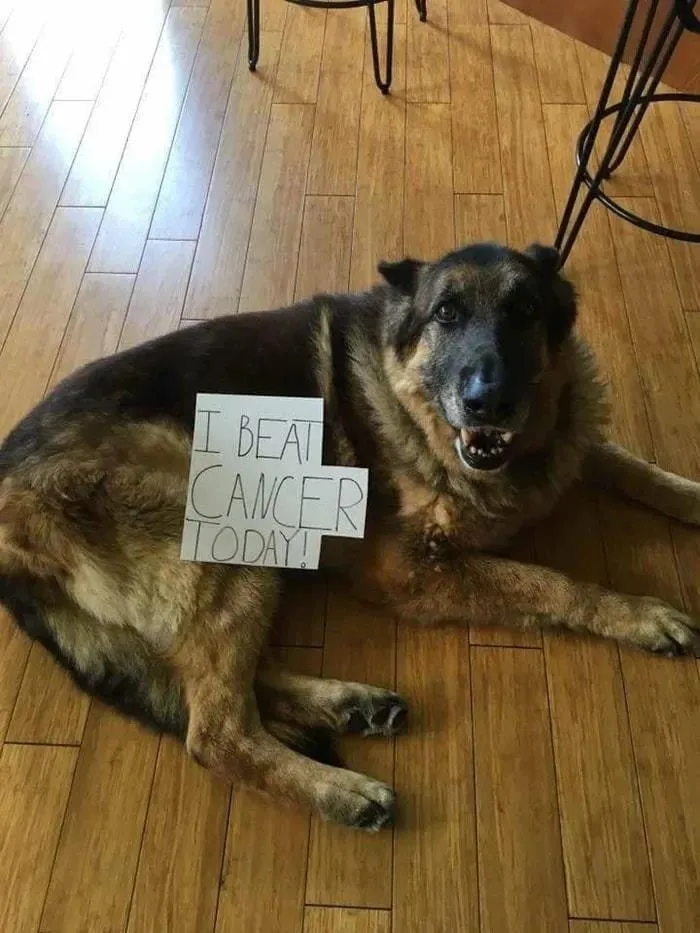 50 Wholesome Pics That Hit Harder Than A Pixar Montage (Best Of All Time)